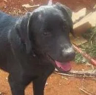 Cachorro ra a Labrador idade 7 a 11 meses nome BLADE