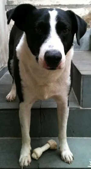 Cachorro raça Pit-Bull idade 5 anos nome scooby