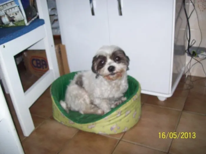 Cachorro ra a lhasaapso idade 6 ou mais anos nome Princesa GRATIFICA