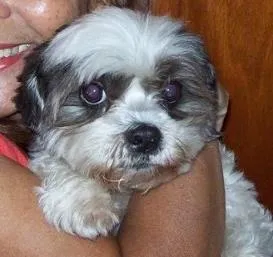 Cachorro ra a lhasaapso idade 6 ou mais anos nome Princesa GRATIFICA