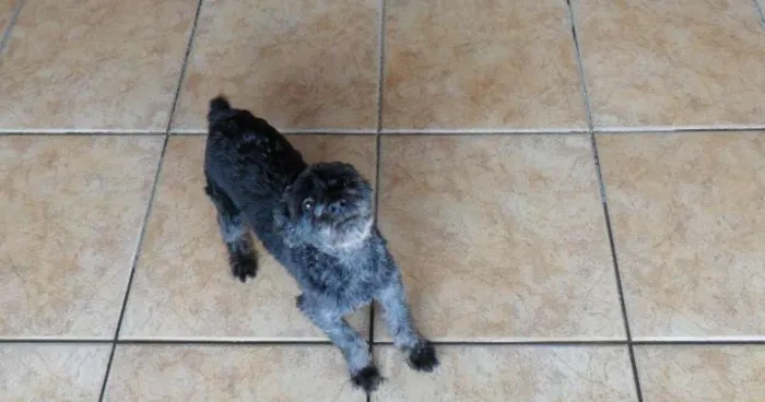 Cachorro ra a Poodle idade 6 ou mais anos nome Pingo