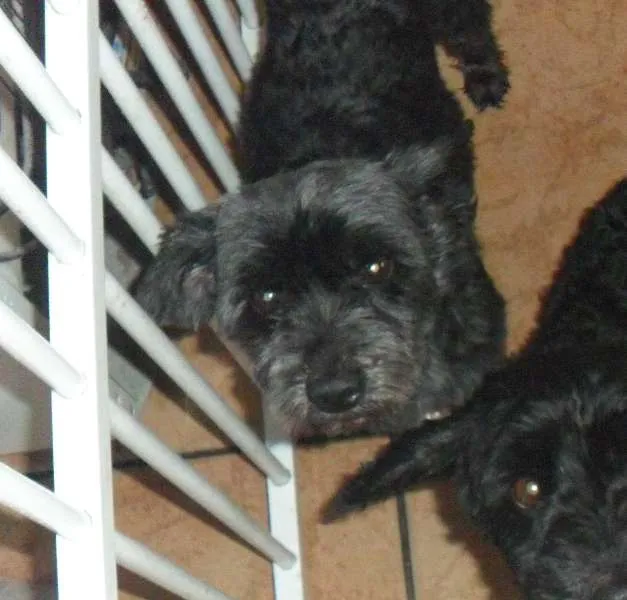 Cachorro ra a Poodle idade 6 ou mais anos nome Pingo