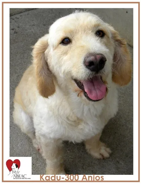 Cachorro ra a Poodle idade 6 ou mais anos nome KADU