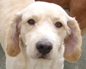 Cachorro raça Poodle idade 6 ou mais anos nome KADU