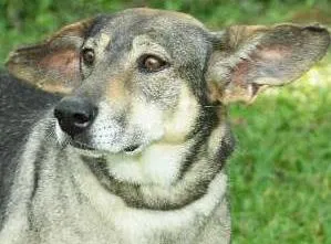 Cachorro raça SRD idade 6 ou mais anos nome Alfazema - uma baix