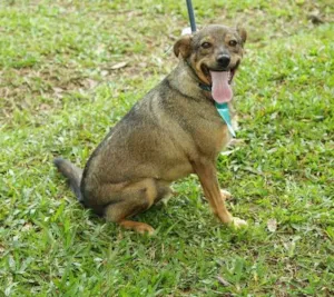 Cachorro raça SRD idade 5 anos nome Beni - um menino fofo!