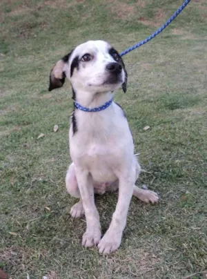 Cachorro raça SRD idade 2 a 6 meses nome Soda