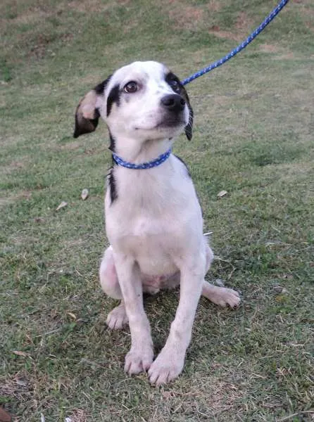 Cachorro ra a SRD idade 2 a 6 meses nome Soda