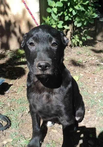 Cachorro ra a SRD idade 2 a 6 meses nome Claude