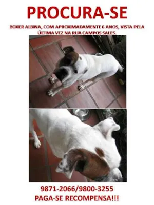 Cachorro raça Boxer idade 6 ou mais anos nome Sophia