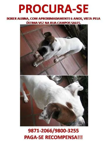 Cachorro ra a Boxer idade 6 ou mais anos nome Sophia