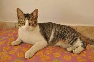 Gato raça SRD idade 2 a 6 meses nome Melvin