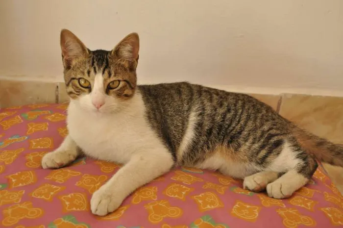 Gato ra a SRD idade 2 a 6 meses nome Melvin