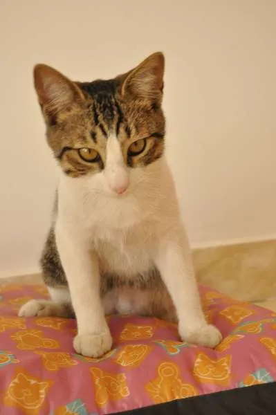 Gato ra a SRD idade 2 a 6 meses nome Melvin