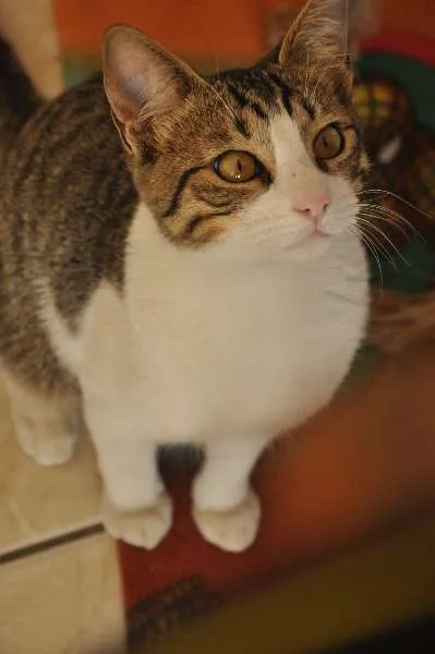 Gato ra a SRD idade 2 a 6 meses nome Melvin