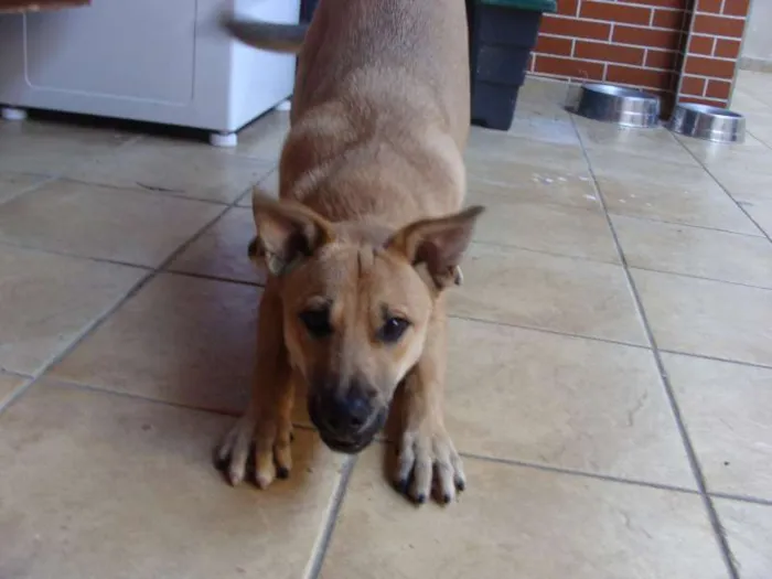 Cachorro ra a SRD idade 2 a 6 meses nome "Thor"ta de Caramelo