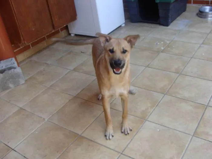 Cachorro ra a SRD idade 2 a 6 meses nome "Thor"ta de Caramelo
