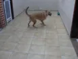 "Thor"ta de Caramelo