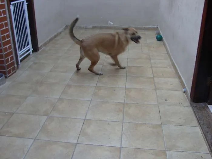 Cachorro ra a SRD idade 2 a 6 meses nome "Thor"ta de Caramelo