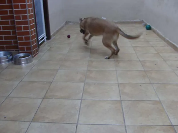 Cachorro ra a SRD idade 2 a 6 meses nome "Thor"ta de Caramelo