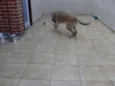 "Thor"ta de Caramelo