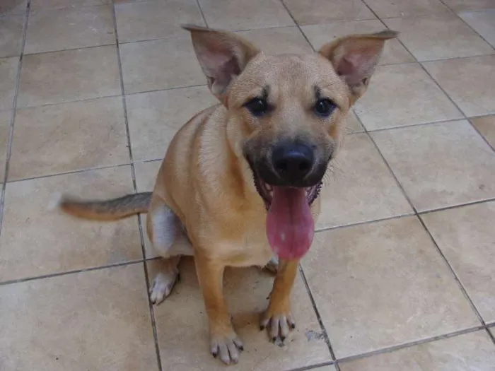Cachorro ra a SRD idade 2 a 6 meses nome "Thor"ta de Caramelo