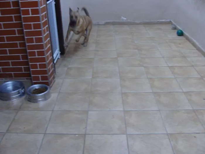 Cachorro ra a SRD idade 2 a 6 meses nome "Thor"ta de Caramelo