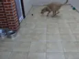 "Thor"ta de Caramelo