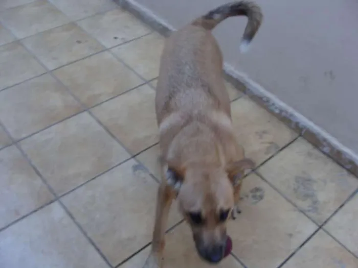Cachorro ra a SRD idade 2 a 6 meses nome "Thor"ta de Caramelo