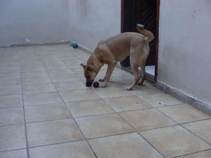Cachorro ra a SRD idade 2 a 6 meses nome "Thor"ta de Caramelo
