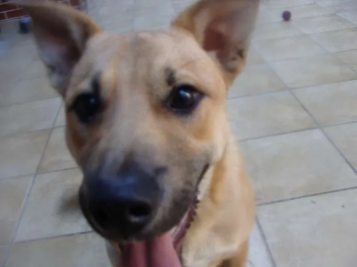 Cachorro ra a SRD idade 2 a 6 meses nome "Thor"ta de Caramelo