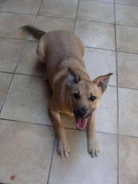 Cachorro ra a SRD idade 2 a 6 meses nome "Thor"ta de Caramelo