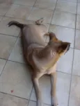 "Thor"ta de Caramelo