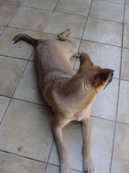 Cachorro ra a SRD idade 2 a 6 meses nome "Thor"ta de Caramelo