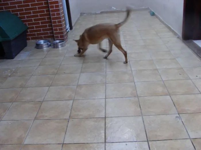 Cachorro ra a SRD idade 2 a 6 meses nome "Thor"ta de Caramelo
