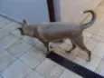 "Thor"ta de Caramelo