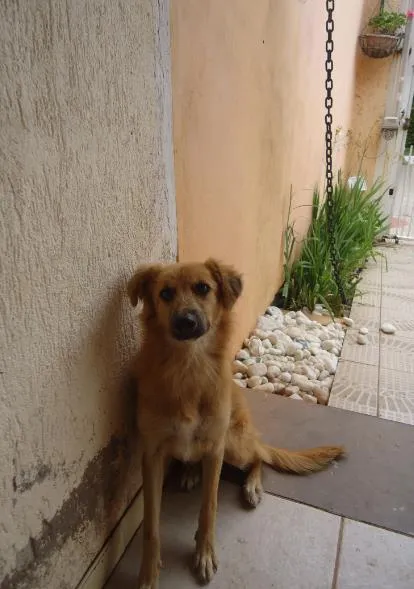 Cachorro ra a SRD idade 7 a 11 meses nome Mocinha