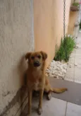 Mocinha