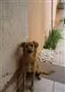 Cachorro raça SRD idade 7 a 11 meses nome Mocinha