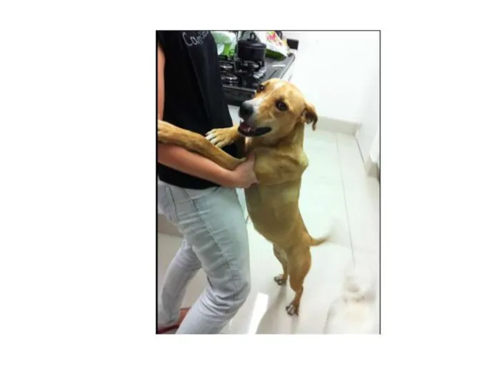 Cachorro ra a Vira lata idade 3 anos nome mel