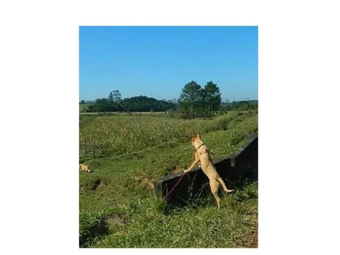 Cachorro ra a Vira lata idade 3 anos nome mel