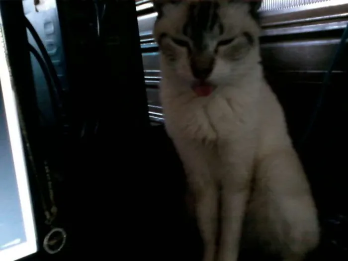 Gato ra a SRD idade 5 anos nome dengosa GRATIFICA