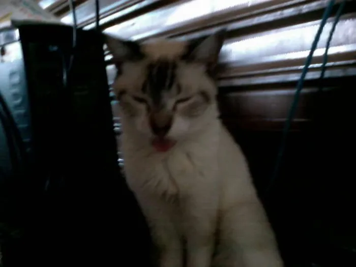 Gato ra a SRD idade 5 anos nome dengosa GRATIFICA