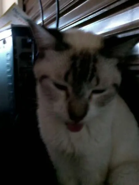 Gato ra a SRD idade 5 anos nome dengosa GRATIFICA