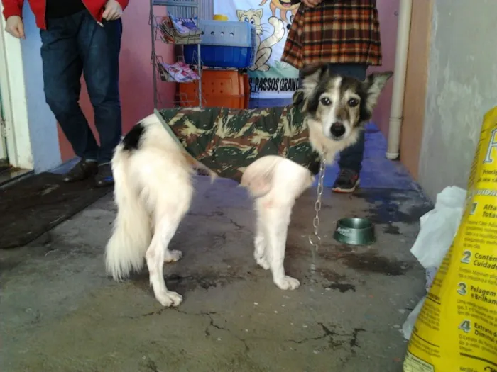 Cachorro ra a SRD idade 5 anos nome Nina