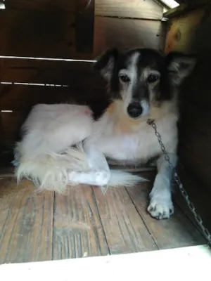 Cachorro raça SRD idade 5 anos nome Nina