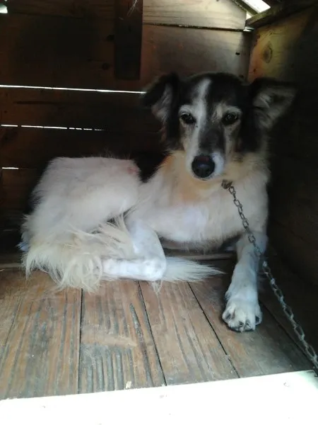Cachorro ra a SRD idade 5 anos nome Nina