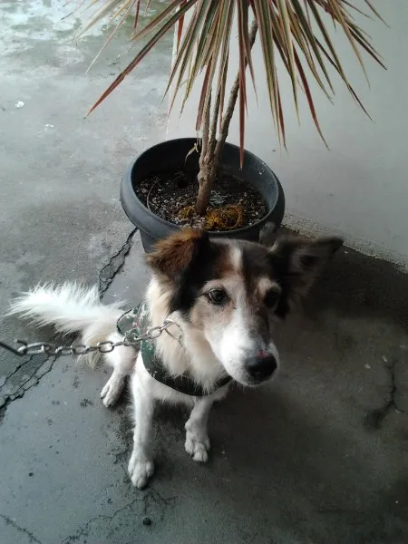 Cachorro ra a SRD idade 5 anos nome Nina