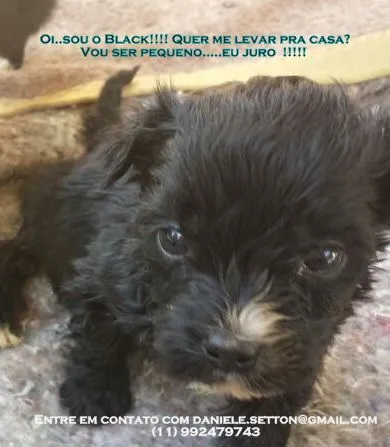 Gato ra a SRD idade Abaixo de 2 meses nome Black