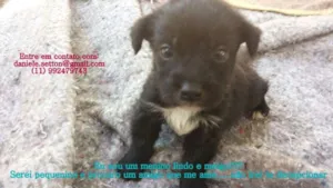 Cachorro raça SRD idade Abaixo de 2 meses nome Snow